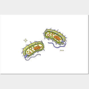 Bacteria - Internal Structure Gram Positive and Gram Negative Posters and Art